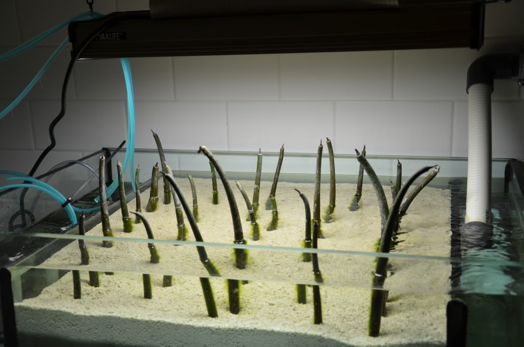Mangroves as a natural method of filtration and means of NNR (Natural ... - Nitrate Reduction In A Reef With Good Water Circulation